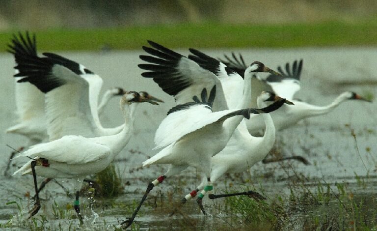 Sultanpur Bird Sanctuary 1