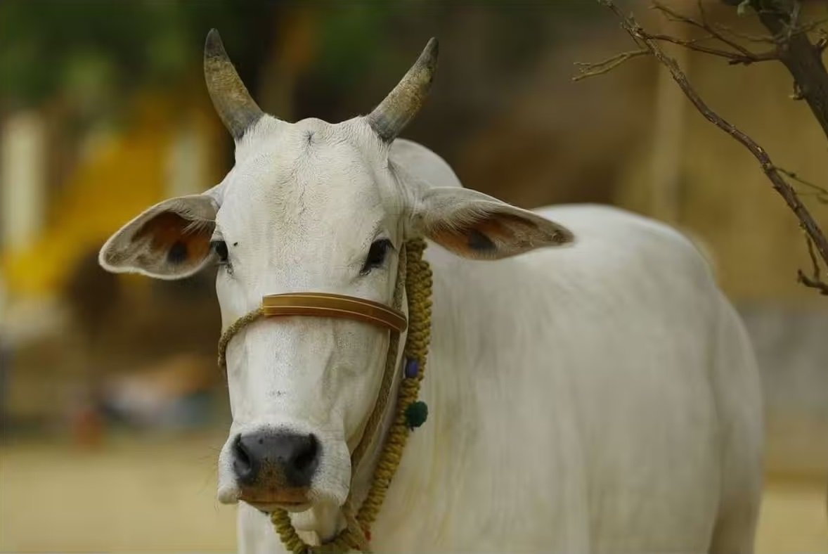 cow 1