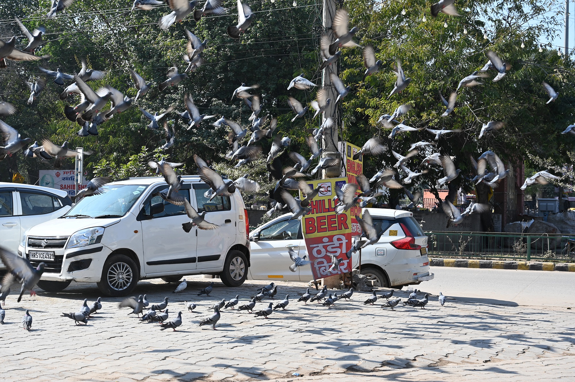 Birds 1