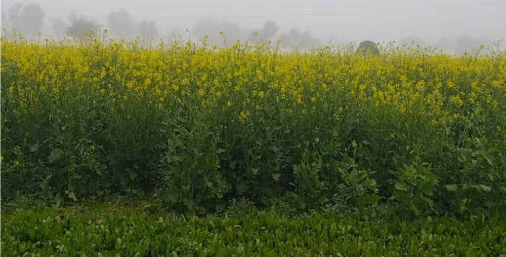 HARYANA MEN KHILI DHOOP