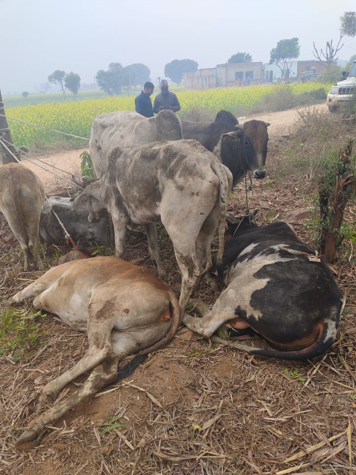 cow 1