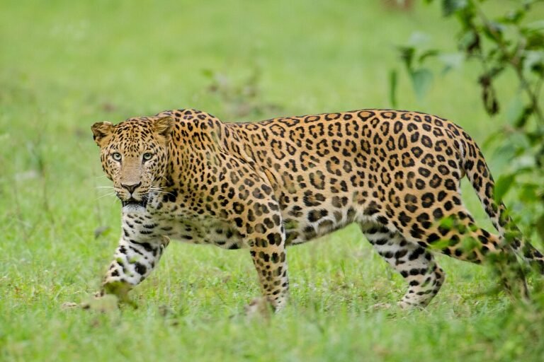 1200px-Nagarhole_Kabini_Karnataka_India,_Leopard_September_2013