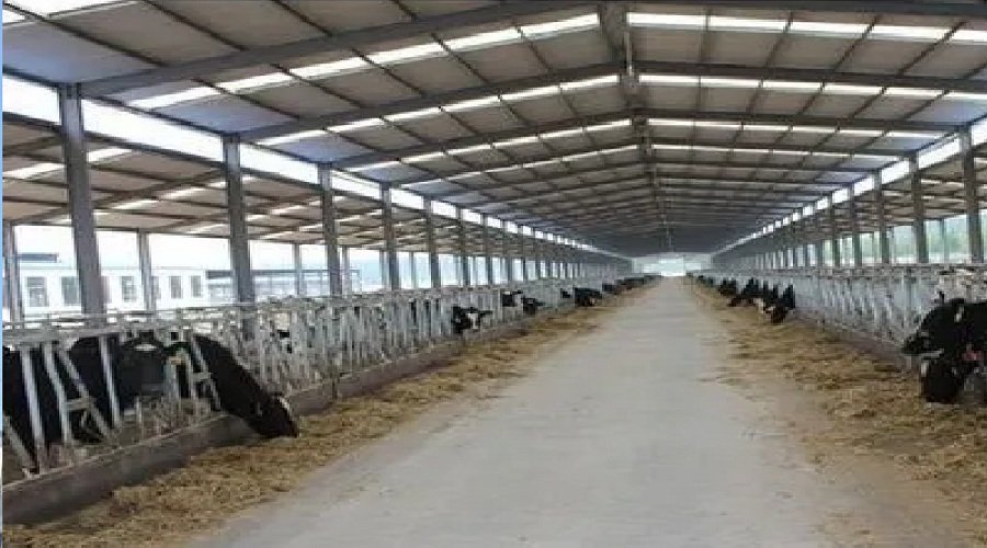 cowshaed