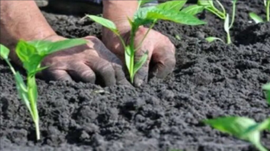 naturle farming