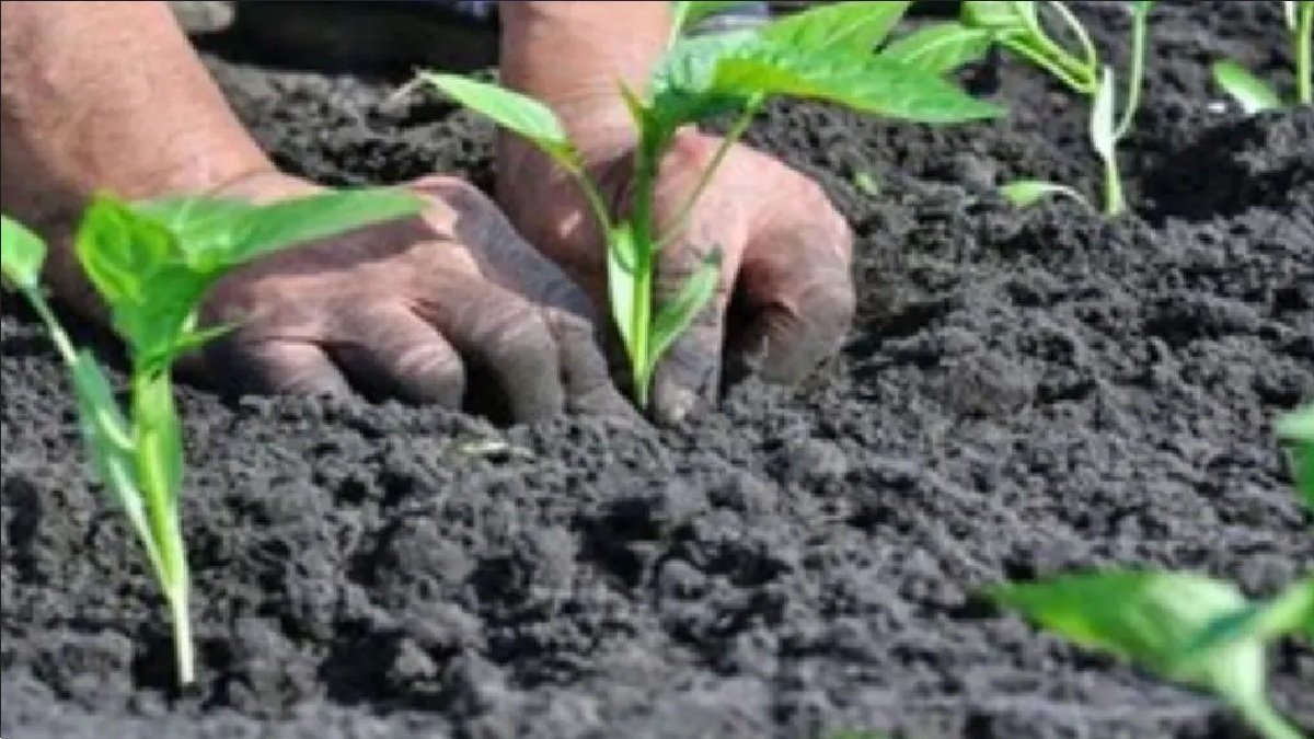 naturle farming