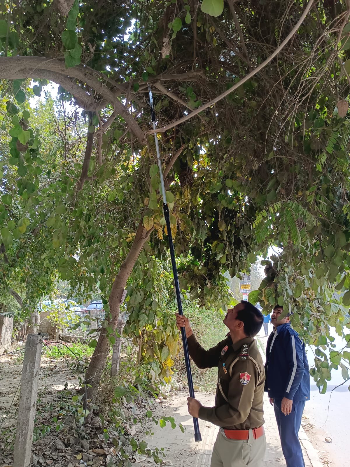 police cut tree