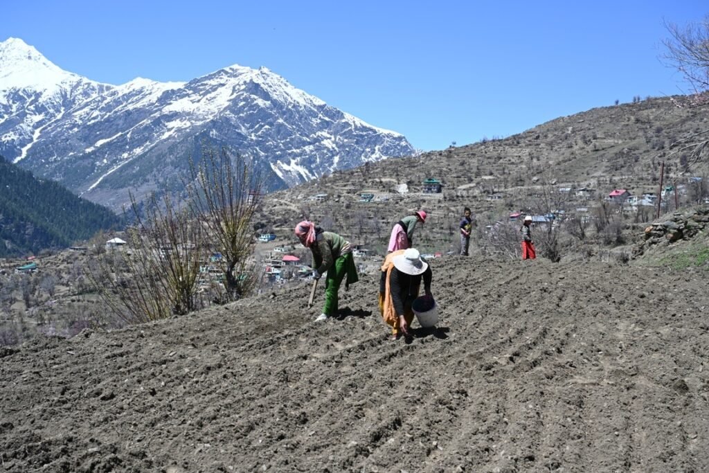 Pangi agriculture_farmer 1