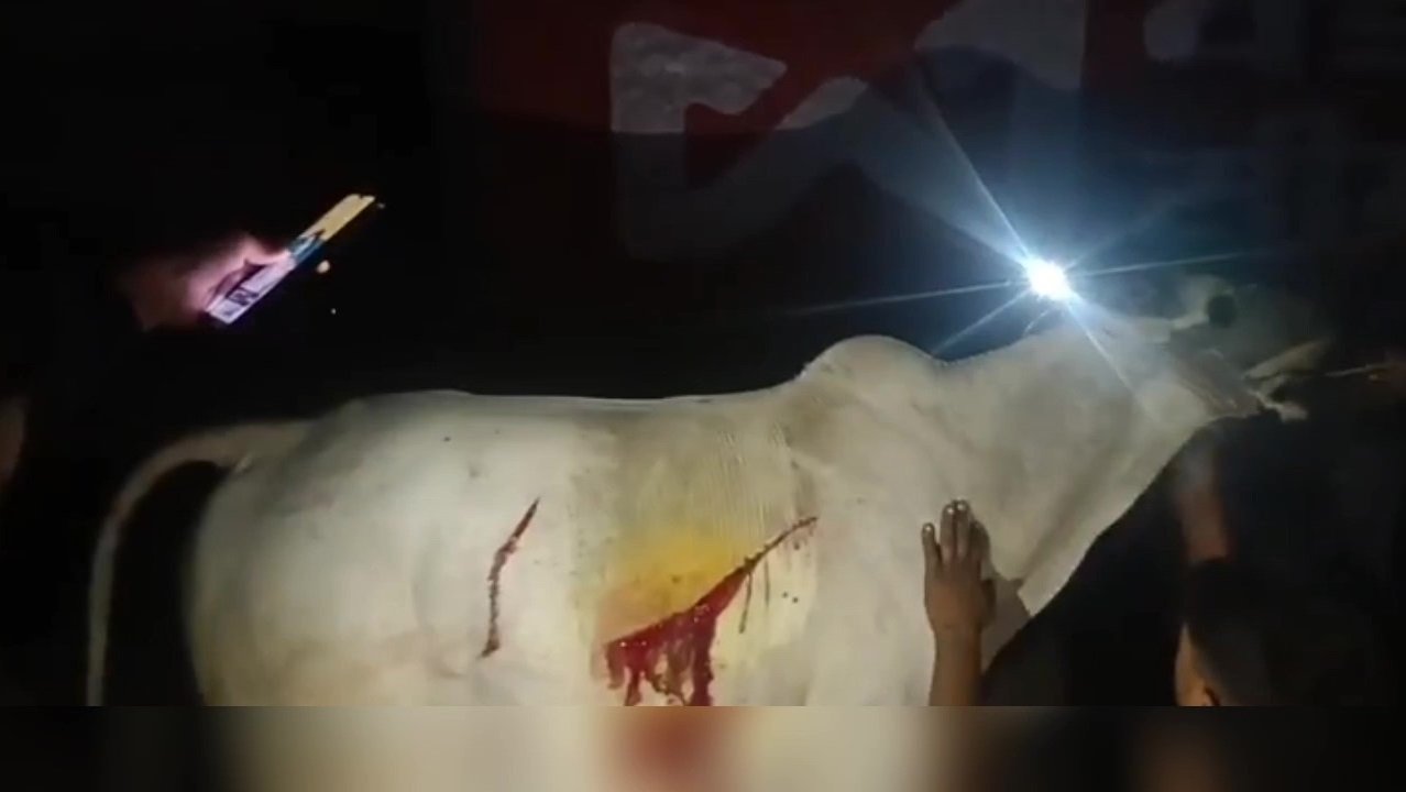 cow 12