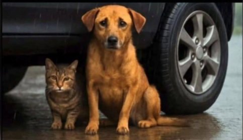 dog cat 1