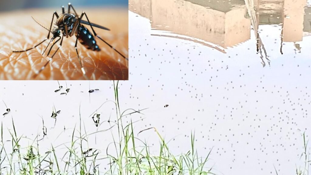 Dengue 1