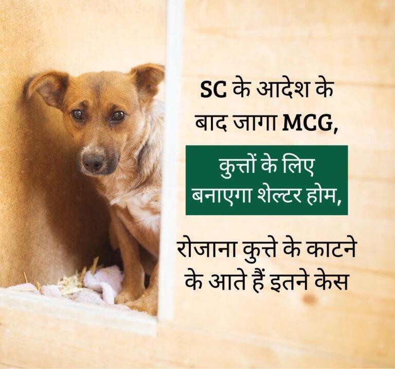MCG Finally Wakes Up After SC Order, Plans to Build Dog Shelter Amid Surge in Bite Cases Final