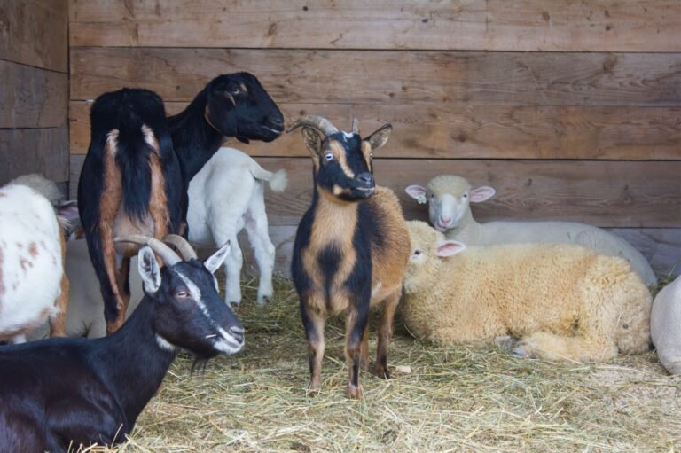Sheeps & Goats - 1