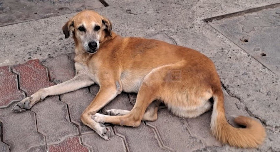 stray dogs 28 nov 2025