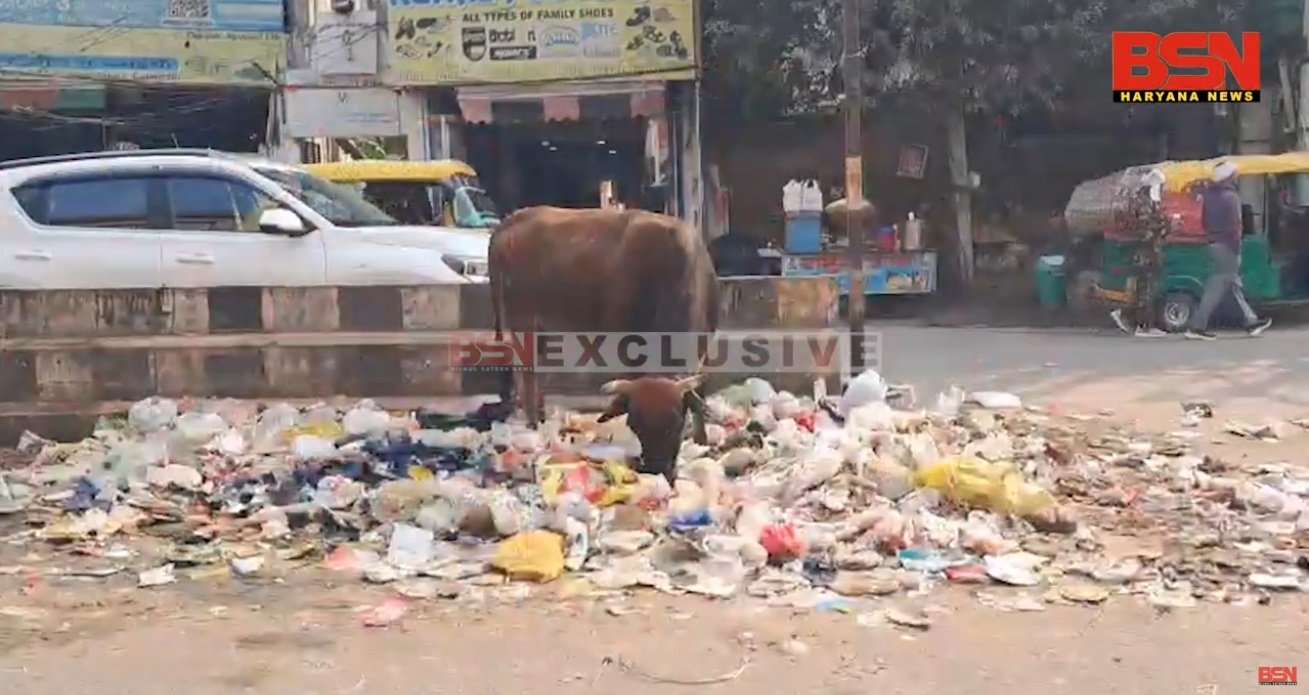 cow 2