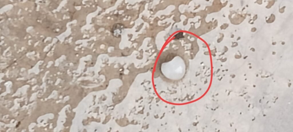 WhatsApp Image 2026-01-27 at 16.35.07